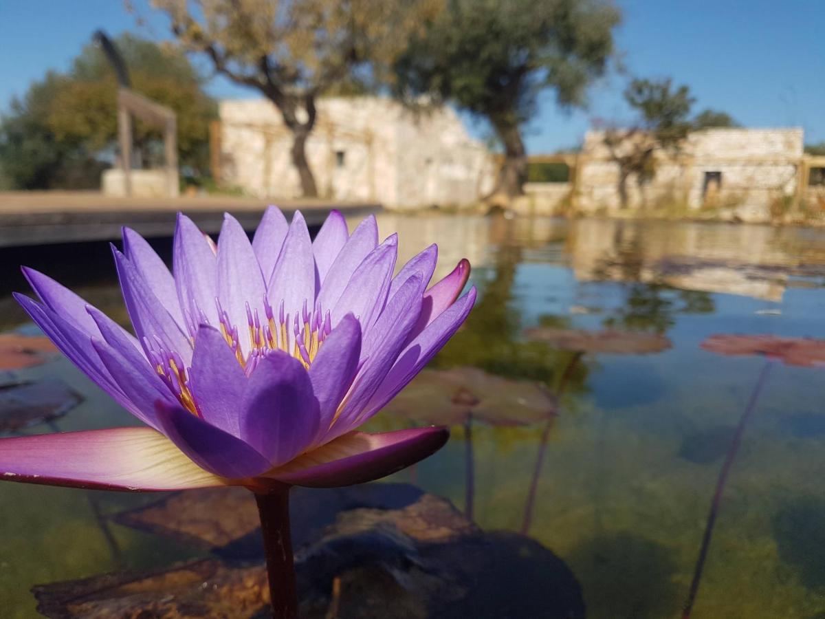 Il Fiore Della Vita Trulli Country House Conversano Exteriör bild